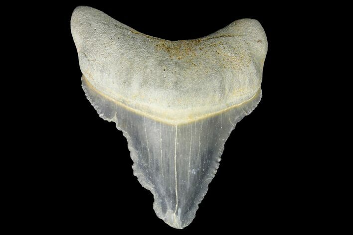 Serrated, Fossil Megalodon Tooth - Bone Valley, Florida #145106